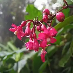 Flores de la especie Fuchsia jimenezii