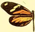 D. a. astynome hembra