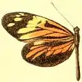 D. a. amphione hembra