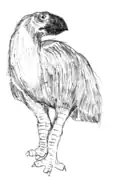 Gastornis (Anseriformes)