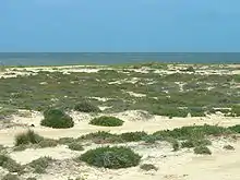 Paysage de plage couverte de touffes d’herbe.