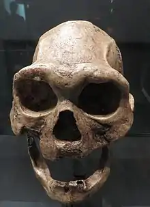 Este Homo, cráneo D 3444+D 3900 de Dmanisi, tenía una altura considerable, superior a 1,5 m en los machos pero una capacidad craneal limitada, de unos 625 cm³.