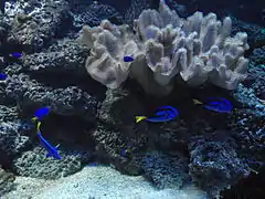 Cirujanos y damiselas azules junto a coral Sarcophyton