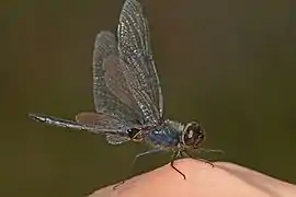 Celithemis verna