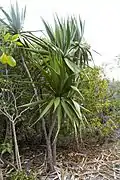 Dracaena concinna