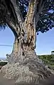 Vista del tronco del Drago milenario, Icod de los Vinos, Tenerife, España.