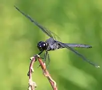 Libellula incesta