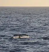 Las ballenas jorobadas son un espectáculo común en el pasaje de Drake