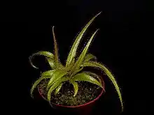 A single cultivated plant in a round red pot against a black background. Green leaves, covered in red tentacles along the entire surface of the leaves, emerge from a common point just above the moss-covered soil. Leaves taper to a point and are arranged in a whorl around the center of the plant.