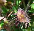 Drosera rotundifolia