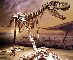 Exhibición se un Gorgosaurus