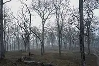 Bosques caducifolios secos tropicales en el sur de la India en la Reserva de Tigres de Mudumalai