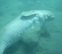 Dugong "rodando" en el fondo marino