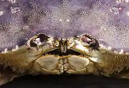 El rostro de este cangrejo se puede ver en el centro superior de la boca.