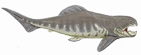 Dunkleosteus (Placodermo)