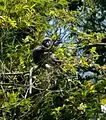 Langur oscuro