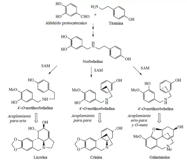 Biosíntesis de alcaloides de amarilidáceas