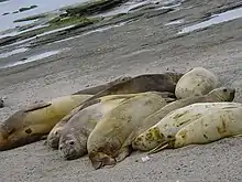 Foto de siete elefantes marinos del sur adultos y juveniles hacinados en la playa.