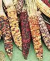 Mazorcas de maíz, originario de América Central.