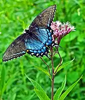 Papilio glaucus hembra vista dorsal (mimética)