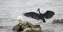 Garcetas de Arrecife en Ko Tao.