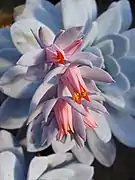 Echeveria laui