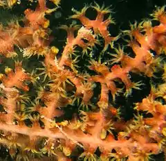 Pólipos expandidos de Echinogorgia sp