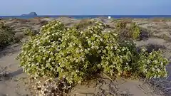 zanahoria marítima (Echinophora spinosa) en un solar de La Manga.