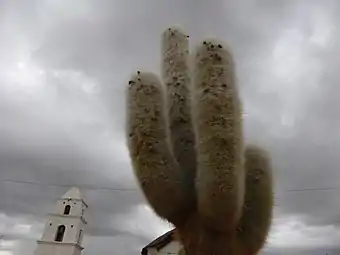 En la plaza de la iglesia de Cariquima se encuentran cardones Echinopsis atacamensis.