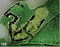 Frass en la mina de hojas de roble de una larva de la polilla Ectoedemia heckfordi en su estadio final