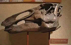 Cráneo de Edmontosaurus annectens del Museo Nacional de Historia Natural del Instituto Smithsoniano.