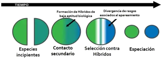 El refuerzo ayuda a la especiación seleccionando contra híbridos tras el contacto secundario de dos poblaciones separadas de una especie