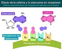 Efecto de la cafeína sobre los receptores de adenosina en el cerebro