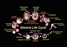 Ciclo de vida de Eimeria (Eimeriidae)