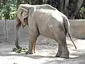 Elefante Asiático