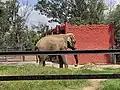 Elefante asiático