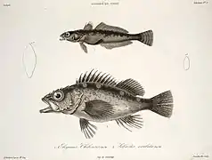Eleginops maclovinus y Sebastes oculatus