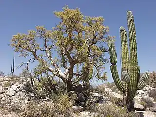 Valle de los cirios.