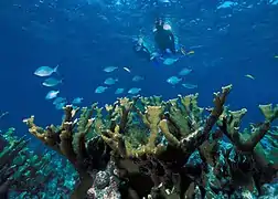 Buceo sobre A. palmata en el Parque Nacional Vizcaíno, Florida.