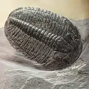 Elrathia kingii (Trilobites)