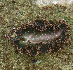 Elysia diomedea