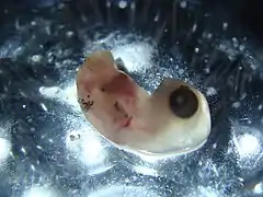 Embrión de Lepidochelys olivacea.