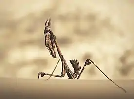 Empusa pennata