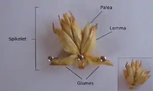 En Poaceae hay 4 términos para brácteas específicas, la gluma y la glumela están por debajo de toda la inflorescencia, mientras que la lemma y la pálea están por debajo de cada flor individual.