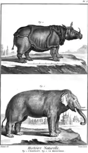 Rinoceronte y elefante