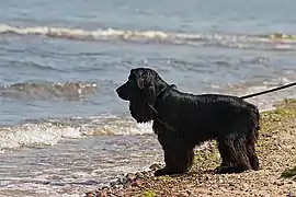 Cocker spaniel inglés