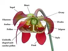 El estilo de la carnívora Sarracenia tiene la forma de una sombrilla de 5 puntas (?y cuál es el síndrome floral? no debería haber nectarios, o comen polen? si comen polen dónde se les pega para transporte, en el lado dorsal o el ventral?).