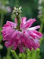 Epacris breviflora