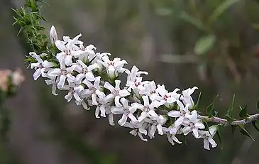 Epacris pulchella