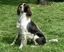 Spaniel francés